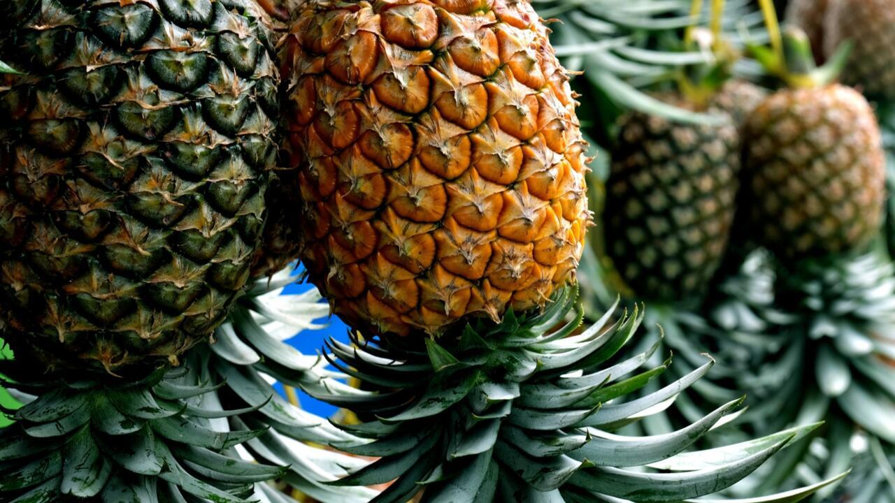 La production d'ananas du Costa Rica est de moins en moins régulière - Chronique des matières premières
