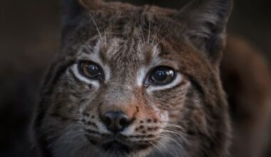 «Le Chant des forêts» de Vincent Munier : «La caméra est à hauteur animale, l’homme n’est plus au-dessus» - Libération