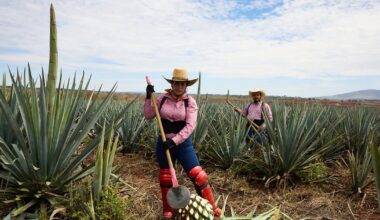 Plantation d'agaves
