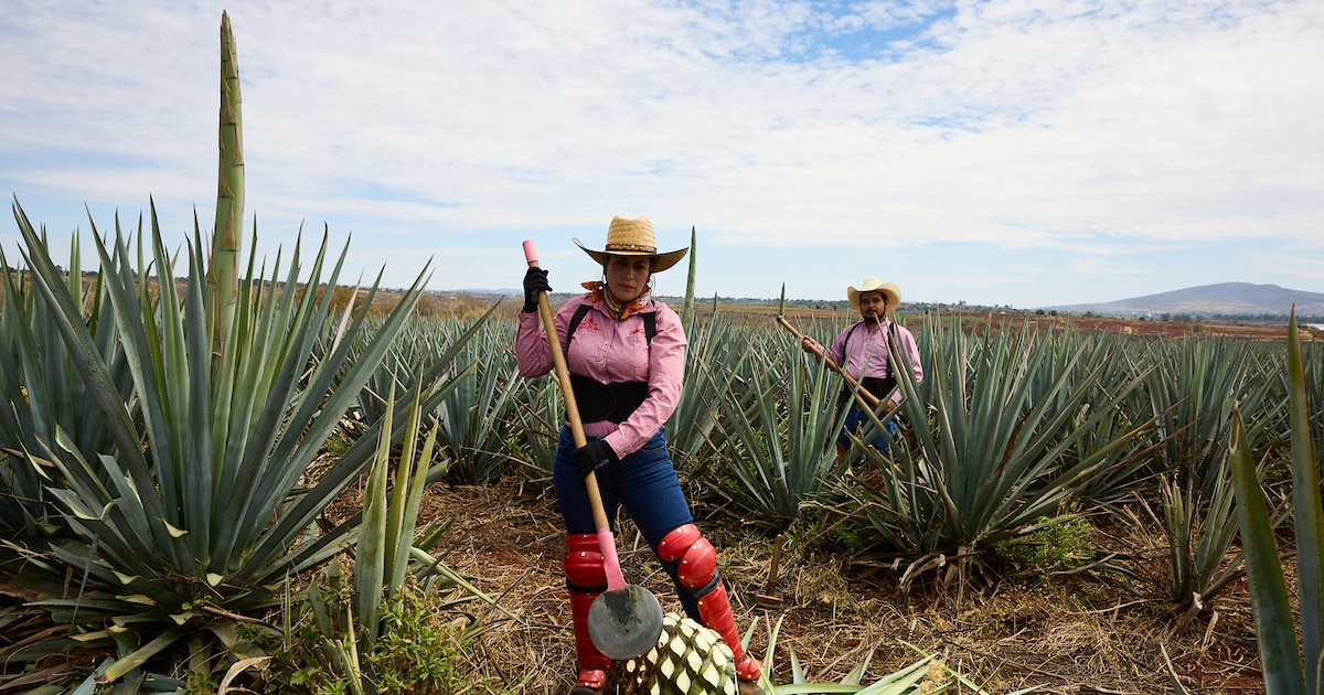 Plantation d'agaves