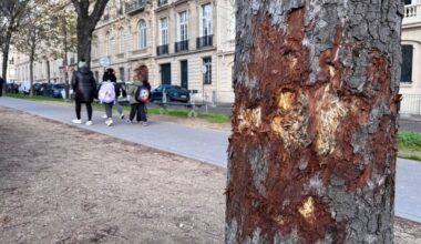 À Paris, près de 80 arbres mystérieusement détériorés dans le XVIe arrondissement