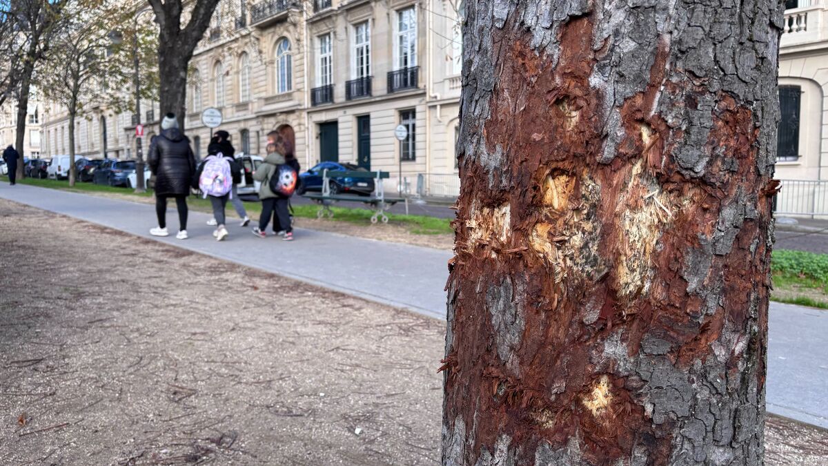 À Paris, près de 80 arbres mystérieusement détériorés dans le XVIe arrondissement