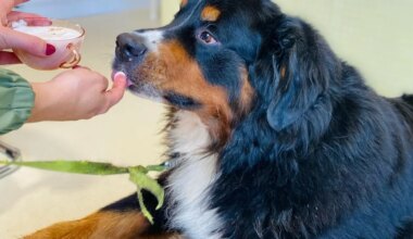 « Il y a de la bave, parfois du pipi, c’est la vie que j’ai choisie » » : les concept stores