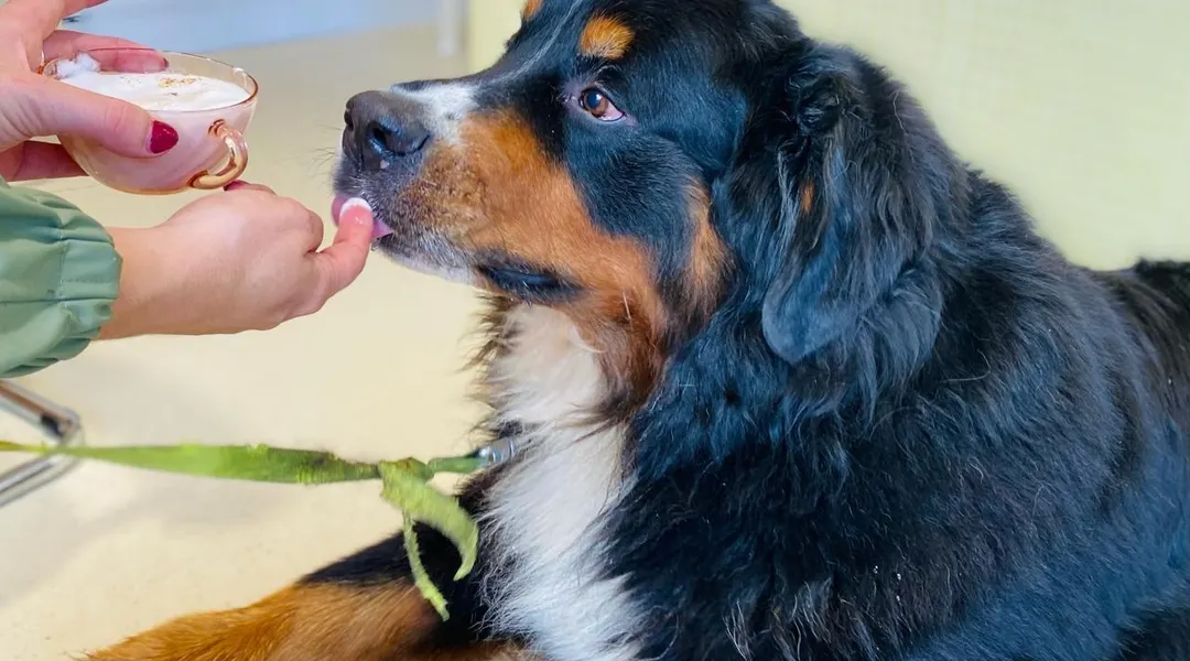 « Il y a de la bave, parfois du pipi, c’est la vie que j’ai choisie » » : les concept stores