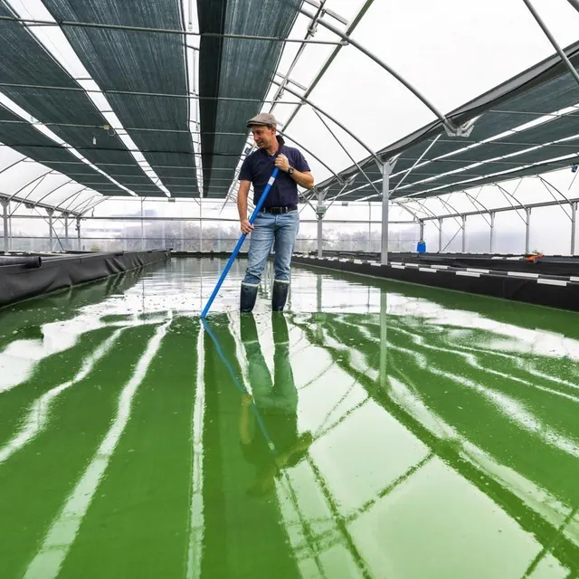 photo la ferme des roseaux cultive la spiruline en bassins.  ©  ferme des roseaux