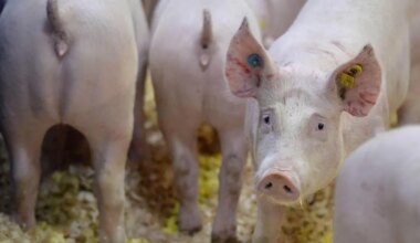 En Bretagne, l’élevage nourrit l’homme… mais aussi quelques critiques