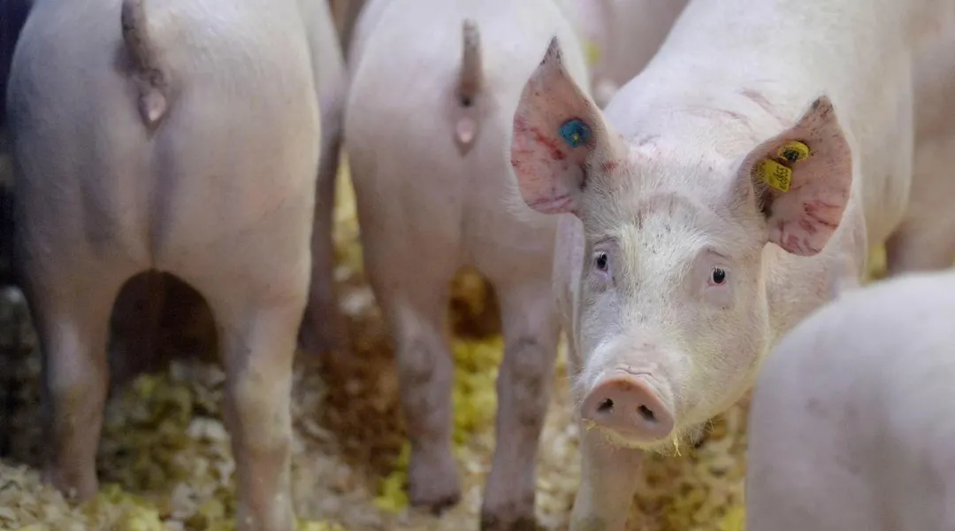 En Bretagne, l’élevage nourrit l’homme… mais aussi quelques critiques