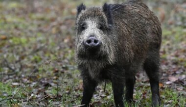 Sanglier abattu près d’une route : la garde à vue du chasseur levée, son avocat défend un tir