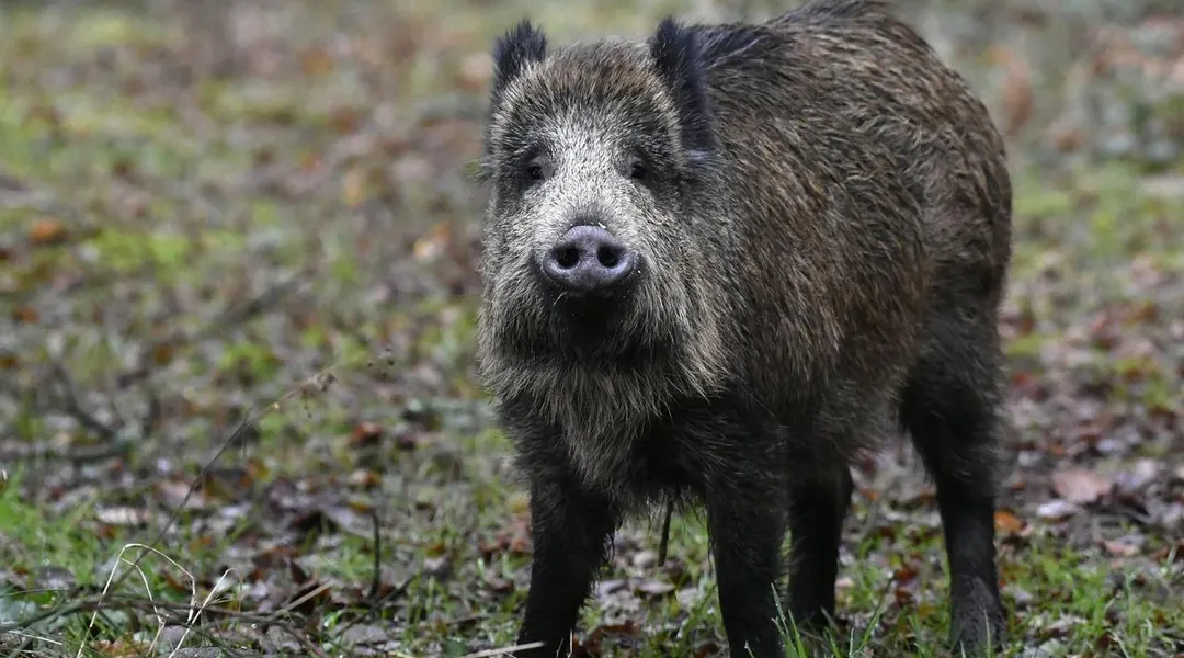 Sanglier abattu près d’une route : la garde à vue du chasseur levée, son avocat défend un tir