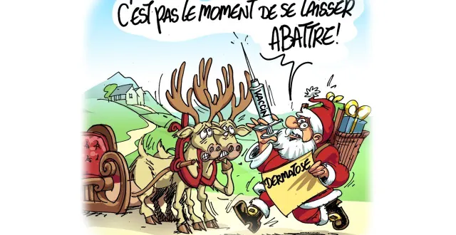 photo  les rennes du père noël face à la dermatose nodulaire contagieuse.  ©  chaunu 