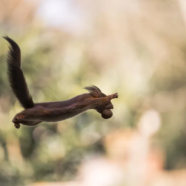 photo un écureuil roux en plein saut, capturé par le photographe animalier rémi schnell à la montagne. il a baptisé ce cliché « super squirrel », clin d’œil à superman.  ©  rémi schnell
