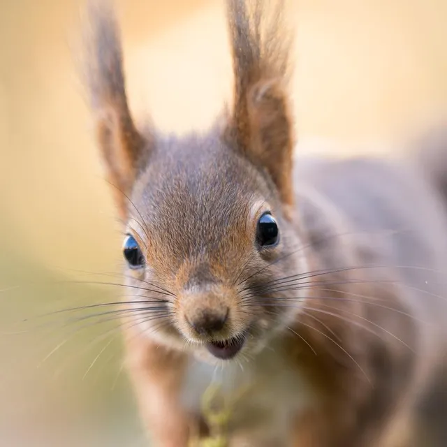 photo « un capital sympathie incroyable », résume rémi schnell pour évoquer ces rongeurs aux oreilles pointues.  ©  rémi schnell