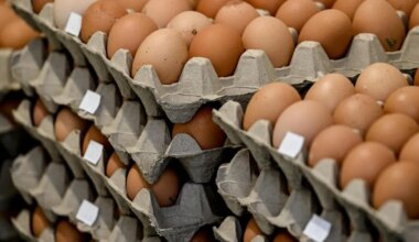 Pourquoi les œufs sont-ils parfois en rupture de stock dans les rayons des magasins ?
