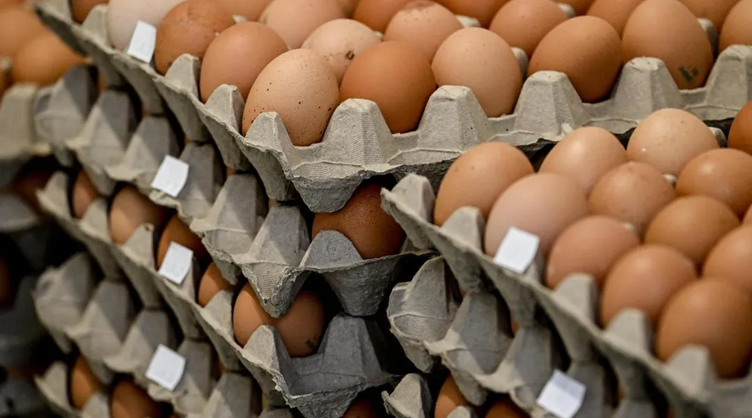 Pourquoi les œufs sont-ils parfois en rupture de stock dans les rayons des magasins ?