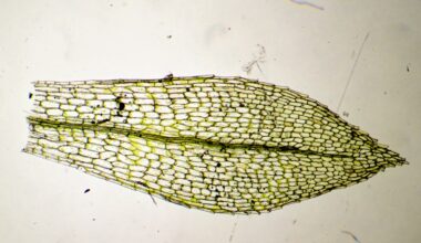 Physcomitrium patens mousse