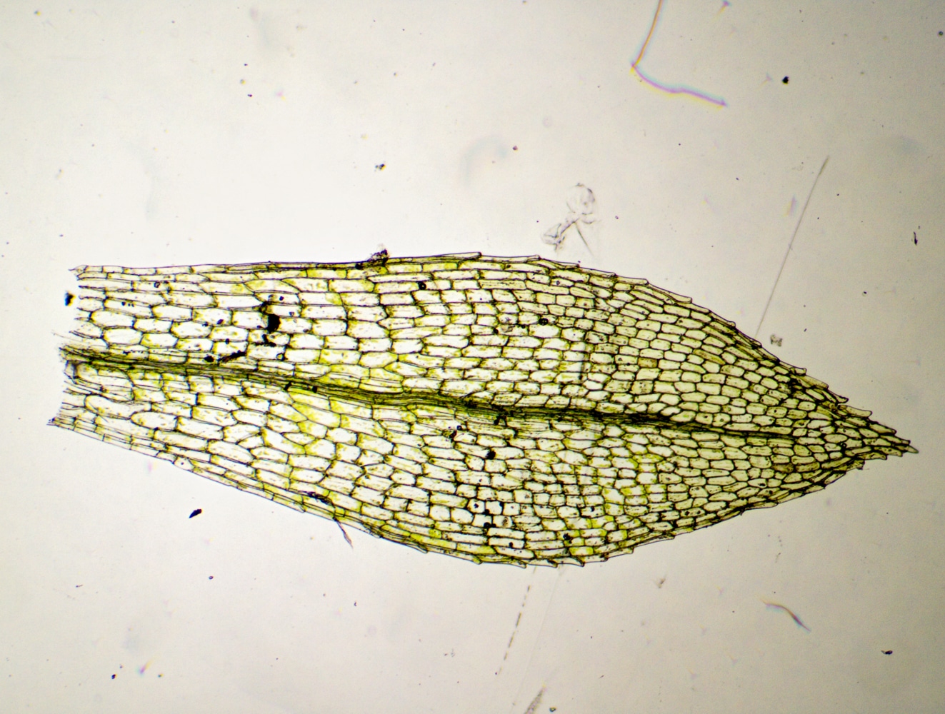 Physcomitrium patens mousse