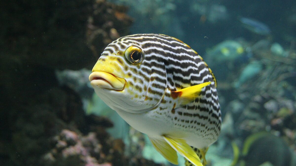 parcs animaliers Hérault