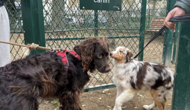 « Les maîtres sont aussi des électeurs… » Les chiens auront bientôt accès à davantage d’espaces verts à Paris