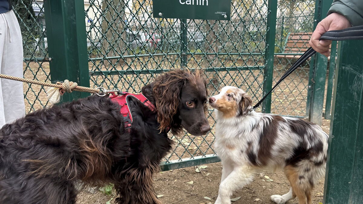 « Les maîtres sont aussi des électeurs… » Les chiens auront bientôt accès à davantage d’espaces verts à Paris