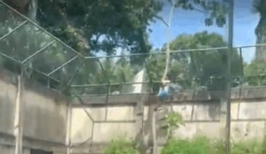 Un jeune homme de 19 ans entre volontairement dans la cage d’une lionne au Brésil et se fait tuer