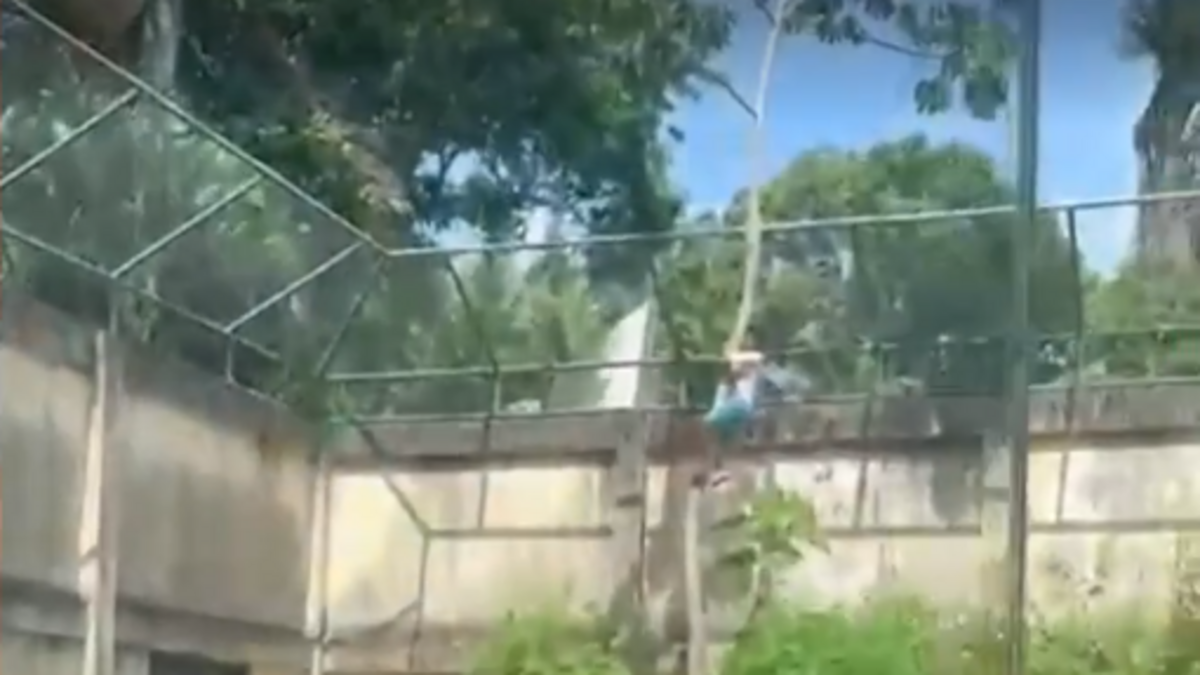 Un jeune homme de 19 ans entre volontairement dans la cage d’une lionne au Brésil et se fait tuer