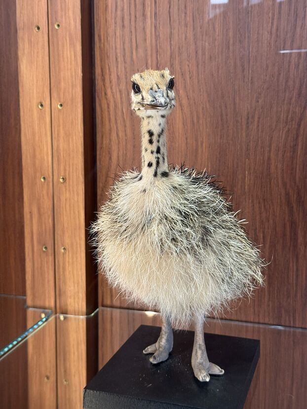 Un autruchon saisi, protégé par la Convention de Washington relative au commerce international des espèces de faune et de flore sauvages menacées d'extinction. DR