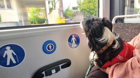À ce jour, seuls les chiens d’assistance, ou de petite taille pouvant tenir dans un panier, ont le droit de prendre le bus.  Photo Stéphanie Cheffer