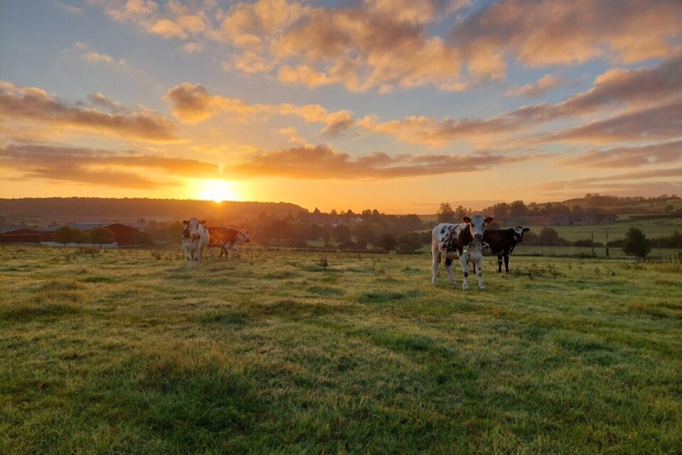 Ici à Nesle-Hodeng, les vaches apprécient l'arrivée du soleil.