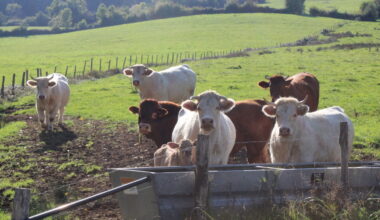 Nouveau foyer de dermatose nodulaire. La menace est aux portes de Toulouse : 295 communes sous surveillance