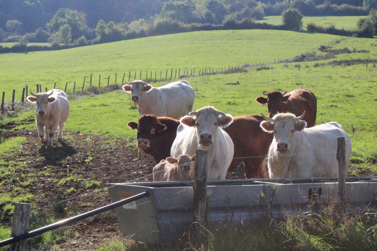 Nouveau foyer de dermatose nodulaire. La menace est aux portes de Toulouse : 295 communes sous surveillance