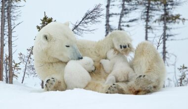 une adoption rarissime observée chez les ours polaires au Canada