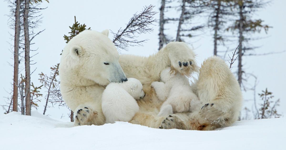 une adoption rarissime observée chez les ours polaires au Canada