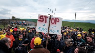 Des agriculteurs manifestent le 12 décembre 2025 contre l'abattage d'un troupeau de 200 vaches dans un élevage des Bordes-sur-Arize (Ariège) où un cas de dermatose bovine a été repéré.
