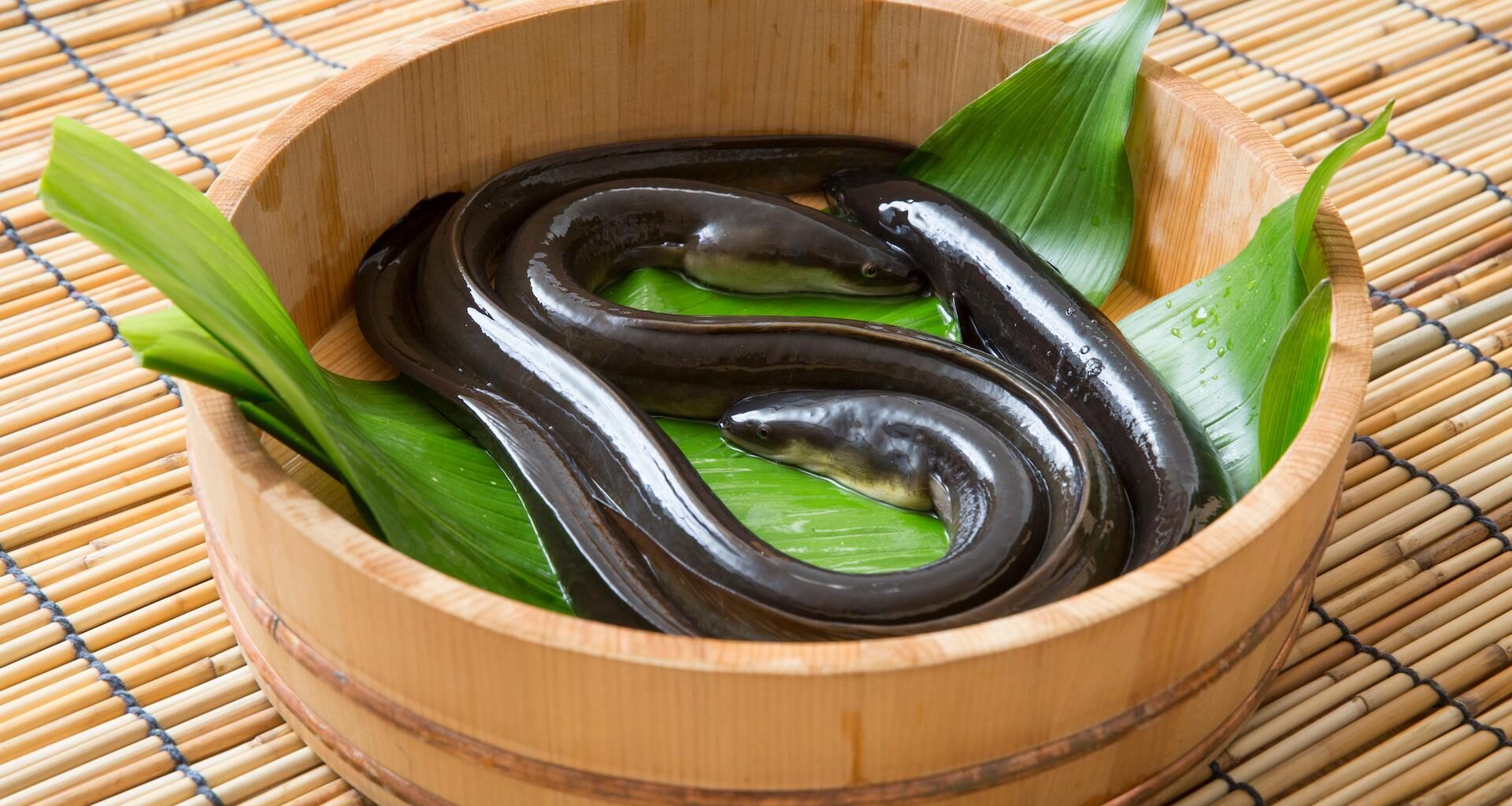 hospitalisé en urgence, il s’était introduit une anguille (qui avait commencé à grignoter ses intestins) !