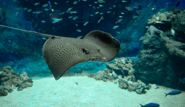 l'Aquarium de Lyon fait peau neuve, voici ce qui change