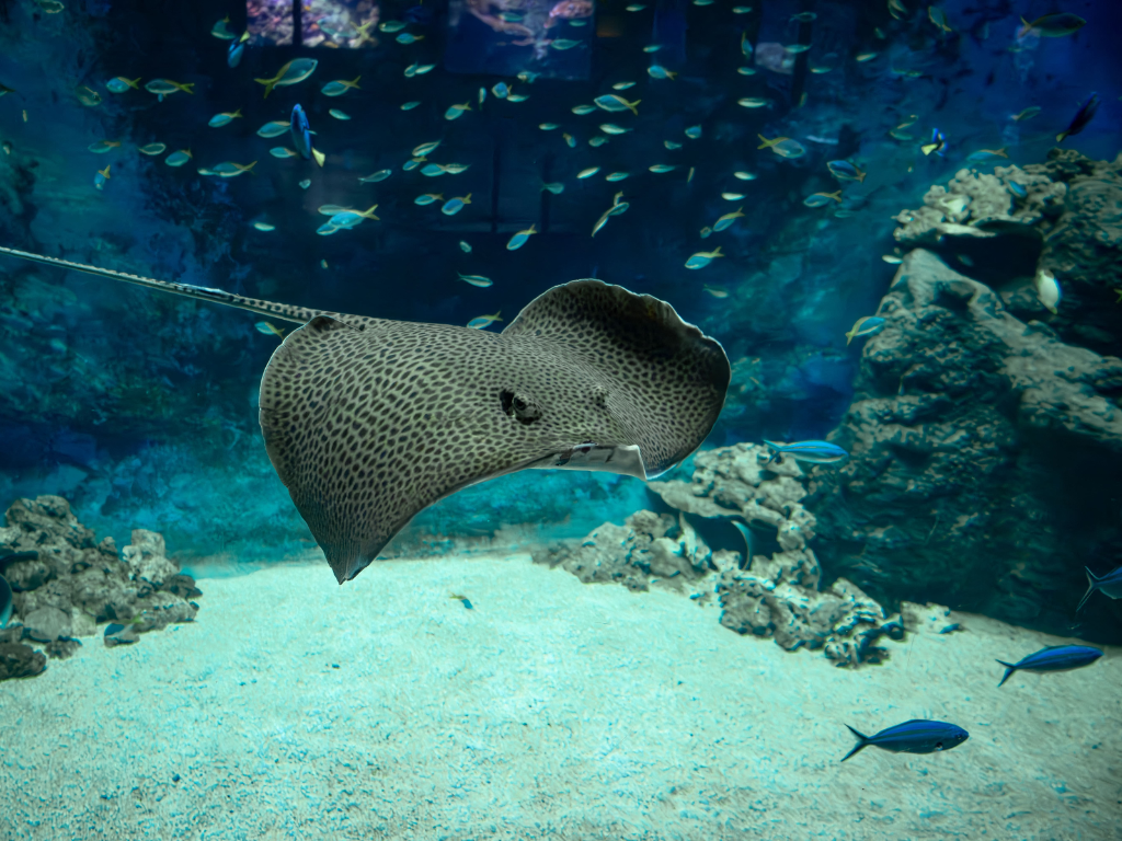 l'Aquarium de Lyon fait peau neuve, voici ce qui change