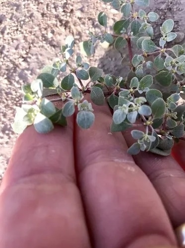 arbuste miel Arizona 2