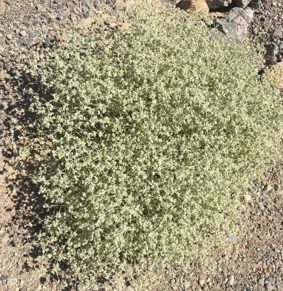 arbuste miel Arizona