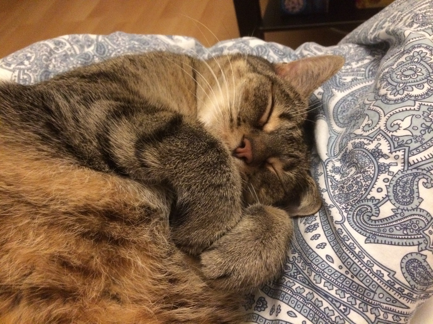 Association Lianes_chat en famille d’accueil_crédit Lianes