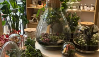 Atelier parent / enfant terrarium à Lille (59)