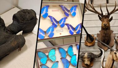 dans les réserves fabuleuses du Muséum de Nantes