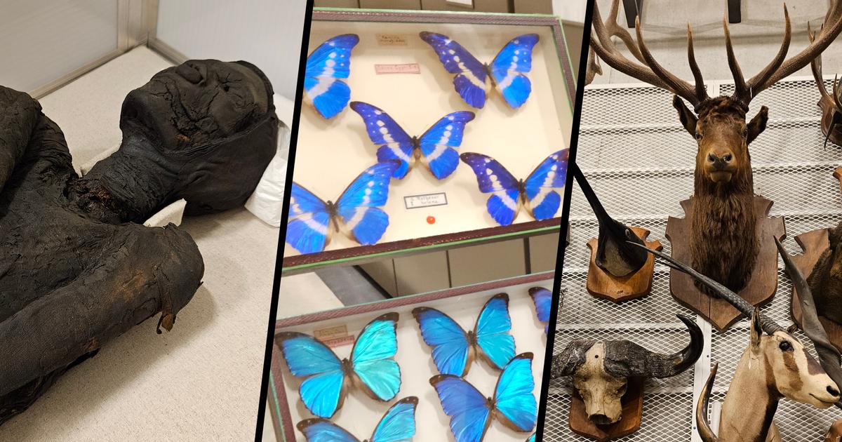 dans les réserves fabuleuses du Muséum de Nantes