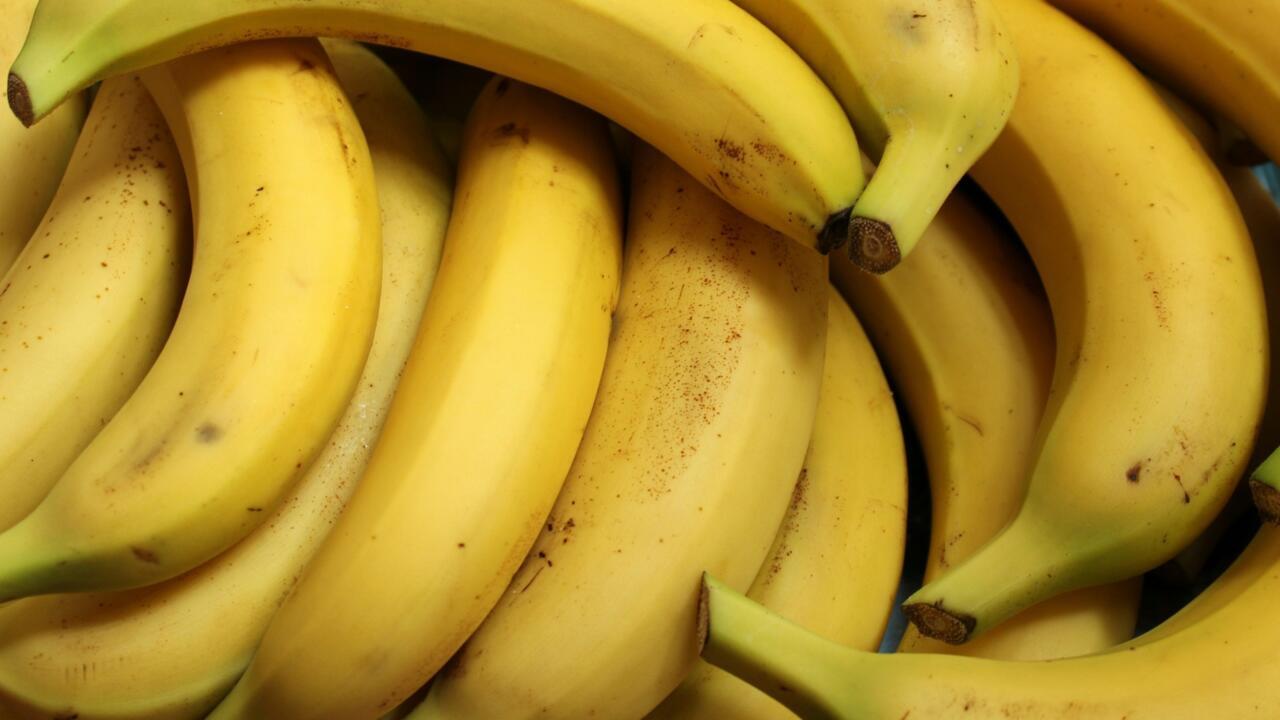 La Russie se lance dans la production domestique de bananes - Chronique des matières premières