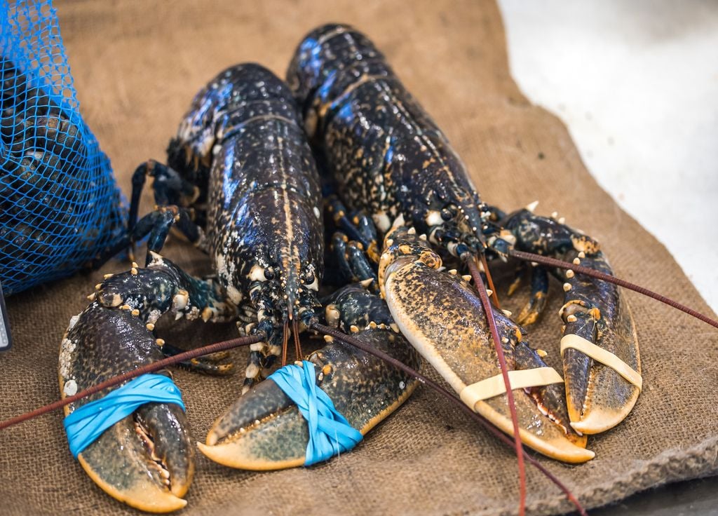 Les homards, crabes et autres langoustes finissent ébouillantés vivants, une méthode que veut interdire le Royaume-Unis.