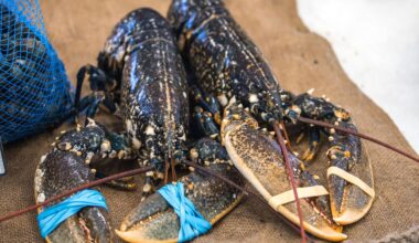 le Royaume-Uni veut faire interdire d'ébouillanter les crustacés vivants, qu'en dit la France ?