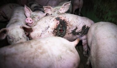 Lyon : L214 manifestera ce mercredi contre l'élevage en cage des truies