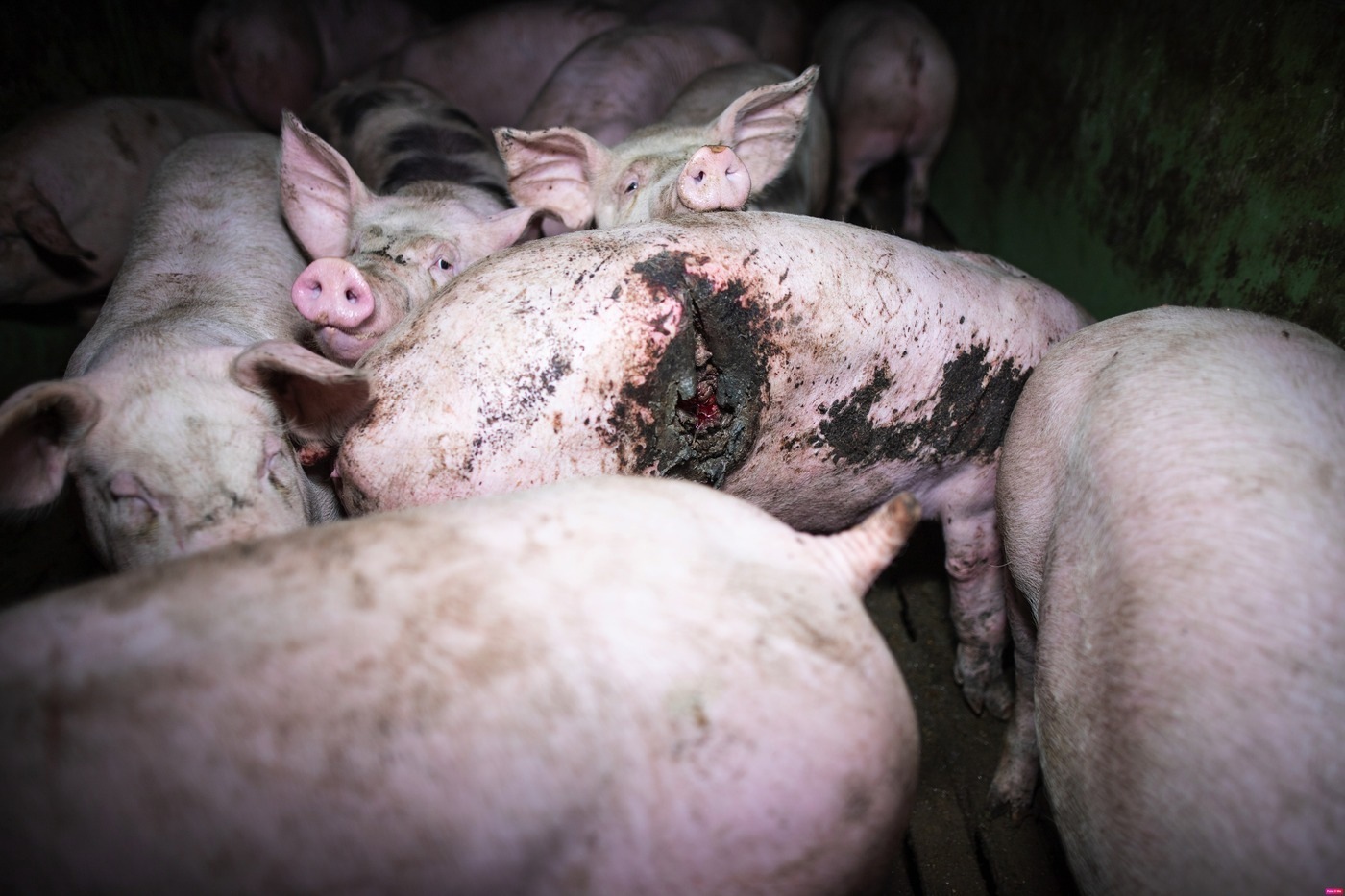 Lyon : L214 manifestera ce mercredi contre l'élevage en cage des truies