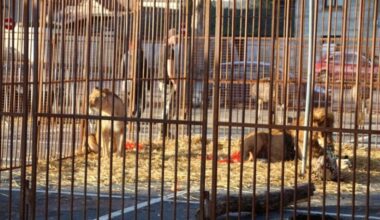 la confiscation des 6 animaux confirmée