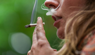 l’alerte choc sur le cannabis