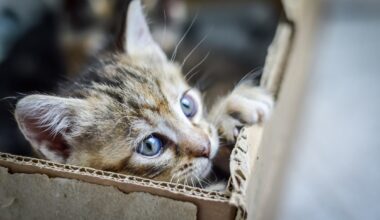 chaton peureux comment bien accueillir